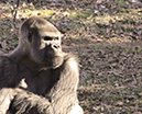 %_tempFileNameFauna%20Gorilla%2001%