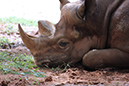 %_tempFileNameFauna%20Rhino%2001%